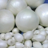 Stardust luk: opis sorte, sadnja i njega