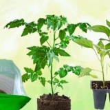 Oguliti luk za rasad paradajza i paprike