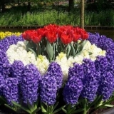 Lukovičasto višegodišnje cvijeće: fotografija s imenom