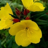 Lunaria (lunarna) oživljava, godišnja: opis suhog cvijeta, reprodukcija