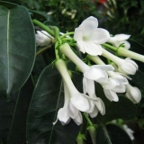 Madagaskarski jasmin: njega i uzgoj kod kuće