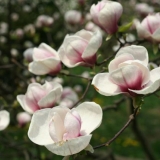 Magnolija: fotografija cvijeta, opis i karakteristike, imena, vrste i sorte, zanimljive činjenice