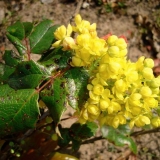 Magonija božikovina u pejzažnom dizajnu: fotografija živice