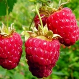 Brusvyana maline: opis sorte, fotografije, recenzije