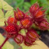 Japanska malina: recenzije vrtlara, sadnja i njega