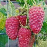 Malina ljepota rusije