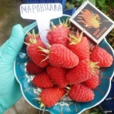 Raspberry maravilla