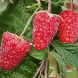 Moskovski gigant maline