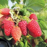 Malina nižnji novgorod