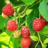 Raspberry polana