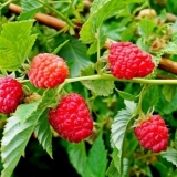 Remontantni grumen maline: opis sorte, fotografija, recenzije vrtlara, video