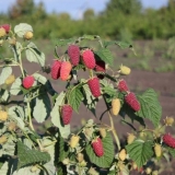 Sorte maline khovinka: opis i recenzije