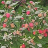 Raspberry tarusa
