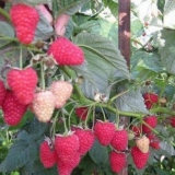 Malina vatrena ptica