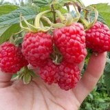 Bajka o stablu maline: recenzije, sadnja i njega