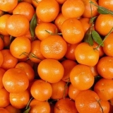 Tinktura mandarine na votki