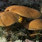 Ukiseljene gljive: najbolji recepti za zimu