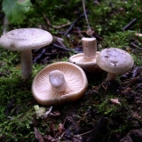 Kiseli seruški: recept za kuvanje za zimu