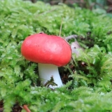 Marinirana russula za zimu: recepti za kuhanje u teglama
