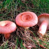 Kiseli volnuški na vruć način: recepti za kuvanje za zimu