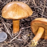 Ulje za biber: fotografija i opis