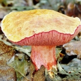 Ruby oiler: fotografija i opis