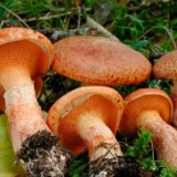 Crveno-crvena uljarica: fotografija i opis