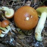 Zrnato jelo od putera (ljetno, rano): fotografija i opis, priprema