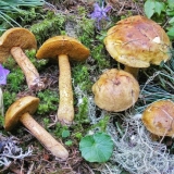 Uljani kedar: fotografija i opis