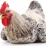 Master grey: pasmina pilića (opis)