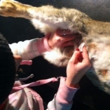 Mastitis i spirohetoza kod kunića - bolesti genitalnih organa