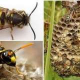 Materica osa - kako izgleda