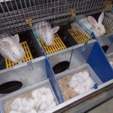 Učinite sami matičnu tečnost za zečeve - veličine i crteži ćelija...