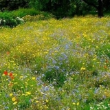 Mavarski travnjak: šta je to, opis, karakteristike