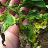 Bakarna žica od fitoftore na paradajzu: video