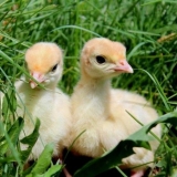 Metronidazol za ćurke