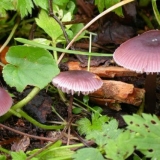 Mycena clean: opis i fotografija