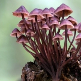 Mycena krvavonoga: opis i fotografija