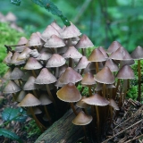 Mycena inclined: opis i fotografija