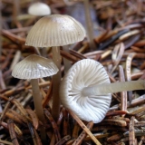 Mycena vulgaris: opis i fotografija