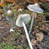Mycena prugasta noga: opis i fotografija