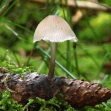 Micena koja voli šišarke: opis i fotografija