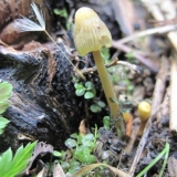 Mycena sa žutim rubovima: opis i fotografija