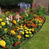 Mixborderi u pejzažnom dizajnu + fotografija