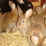 Miksomatoza kod kunića: uzroci, liječenje