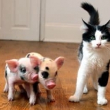 Mini svinje: mini svinja kod kuće, održavanje i njega