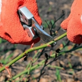 Minijaturna ruža floribunda sorte lavanda led (lavanda)
