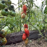 Minusinsk paradajz: šta je to i sa čime se jede