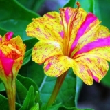 Mirabilis iz sjemena kod kuće