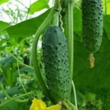 Meki krastavci u stakleniku: uzroci i rješenja